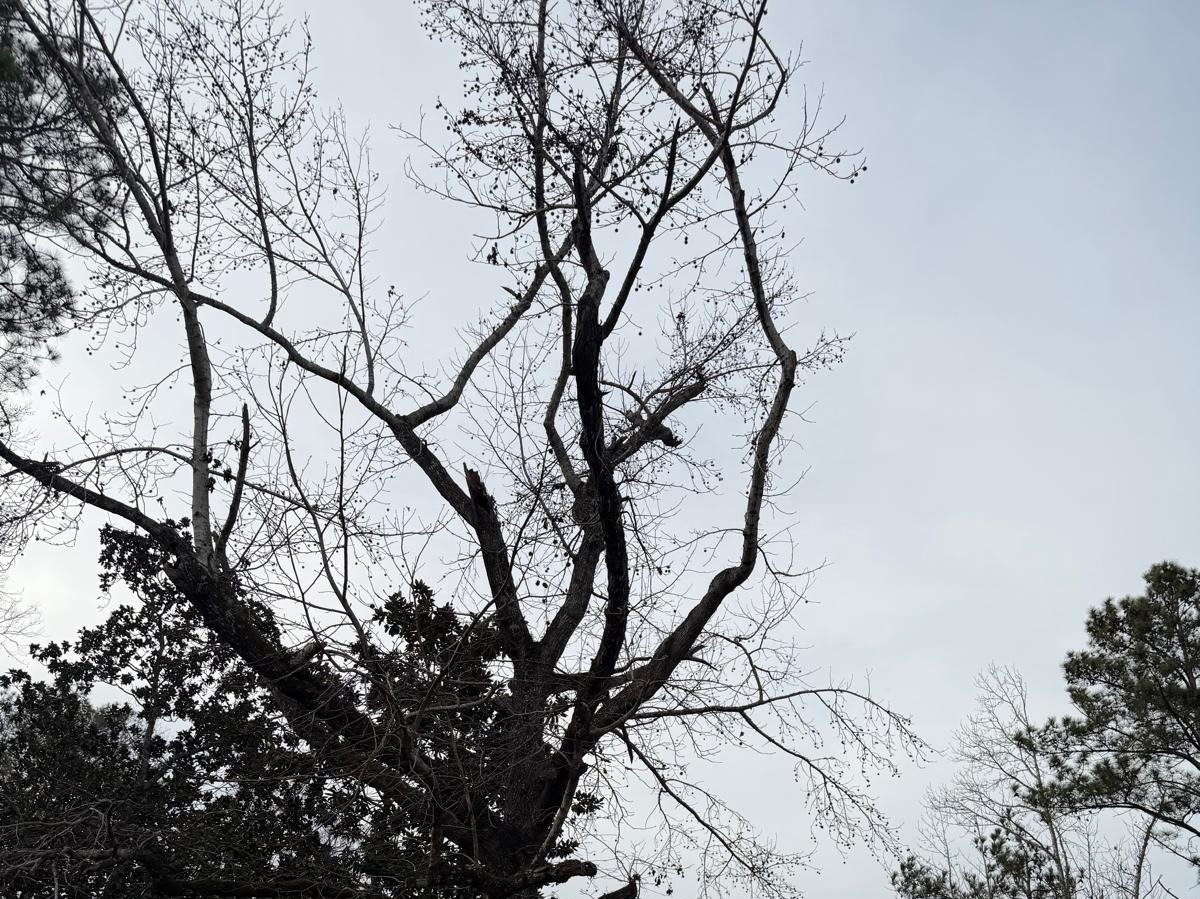 El Costeño Tree Service LLC